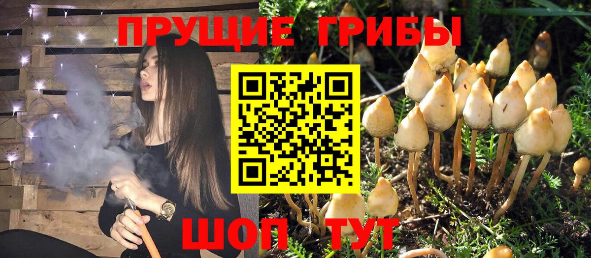 Псилоцибиновые грибы Psilocybine cubensis  Вход с VPN  Новокузнецк 